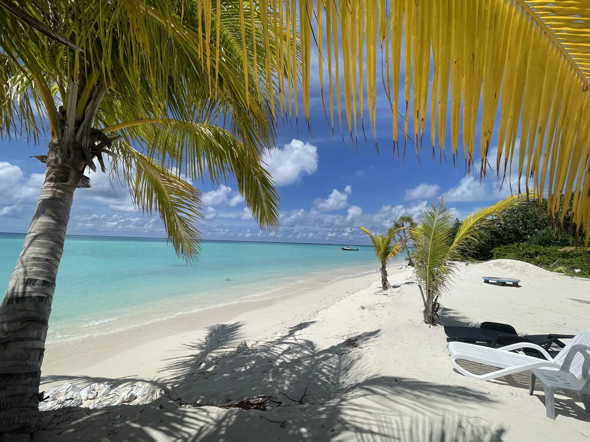 Loungers under palms on Maamigili's beach beside the lagoon