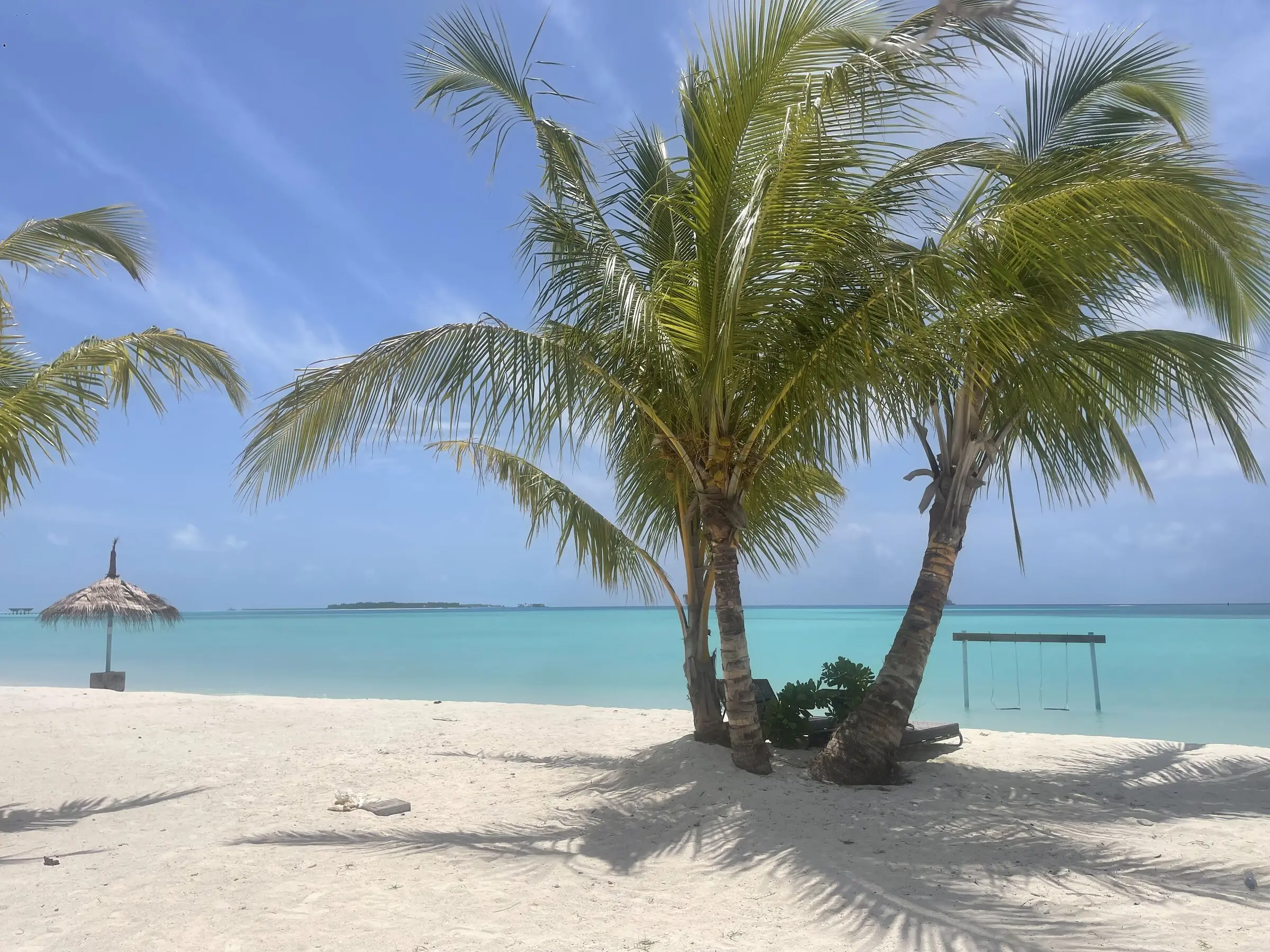 Calm turquoise lagoon and palms on Maamigili beach