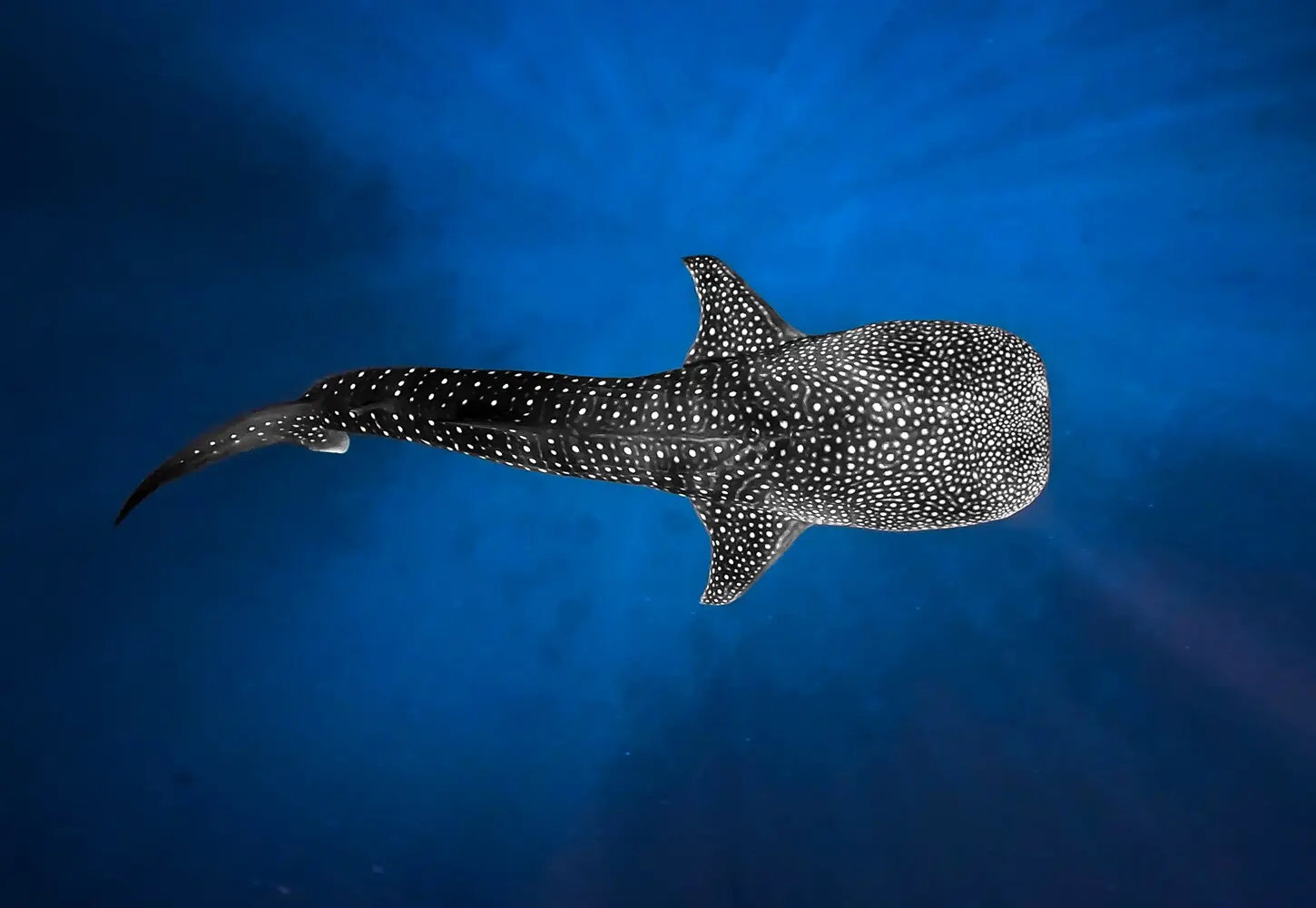 A whale shark lit by sun rays in the deep blue of South Ari Atoll