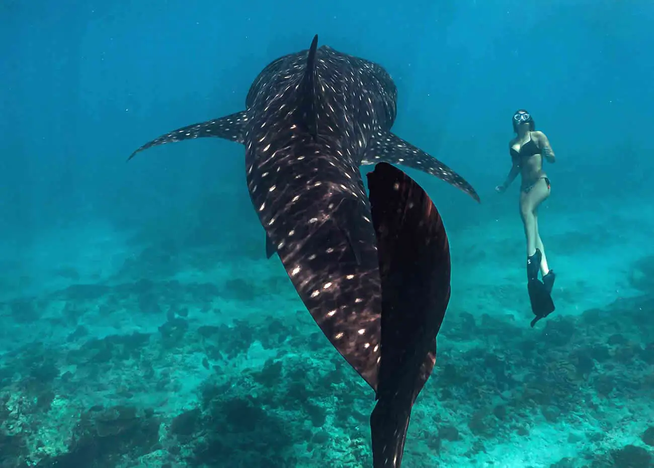 Snorkeller freediving beside a feeding whale shark in South Ari Atoll