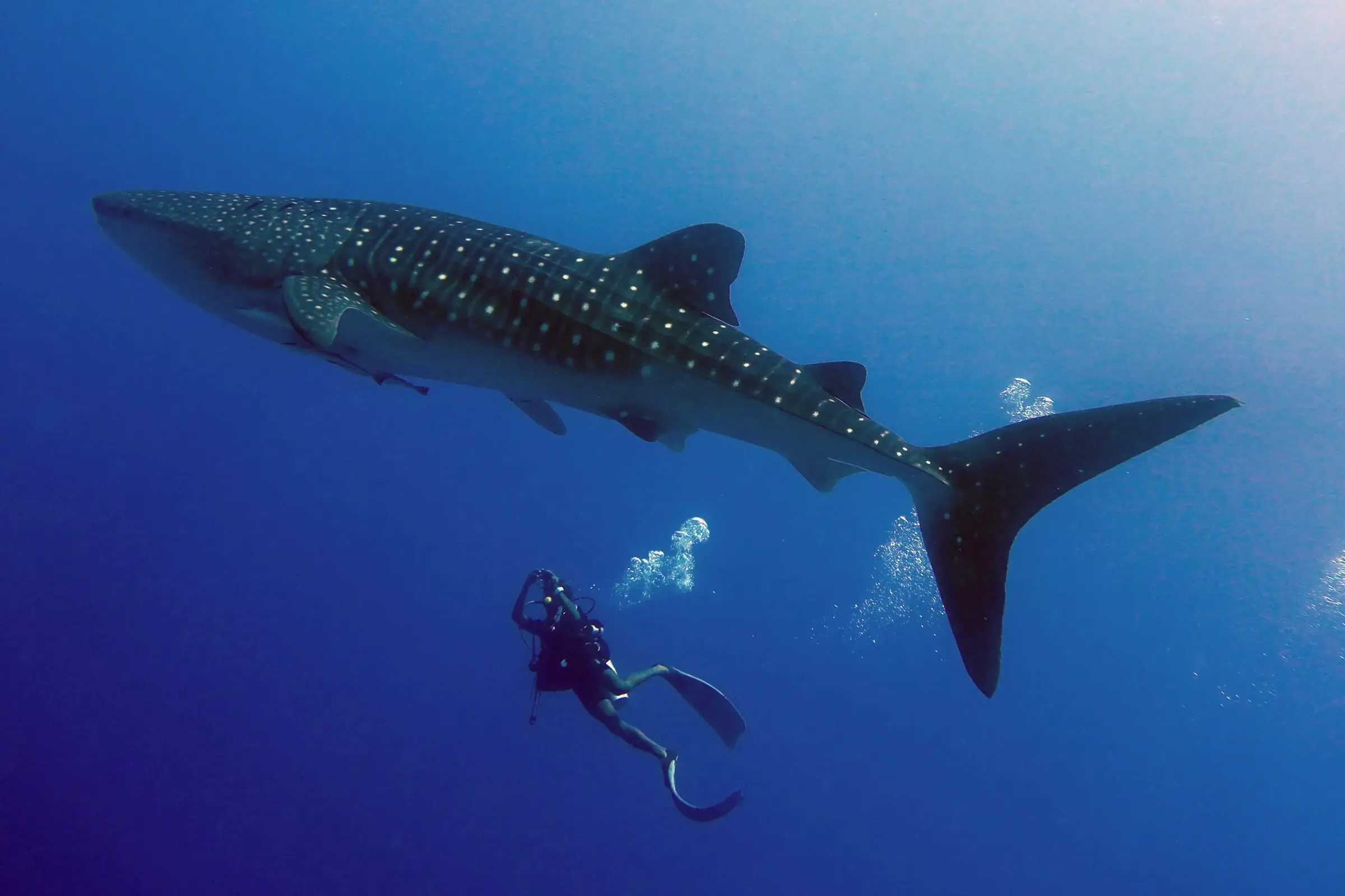 Diver swimming beneath a whale shark in South Ari Atoll