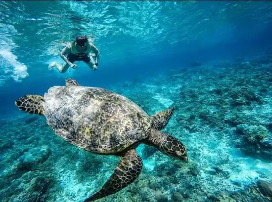 Snorkeller above a green sea turtle grazing over the reef in South Ari Atoll