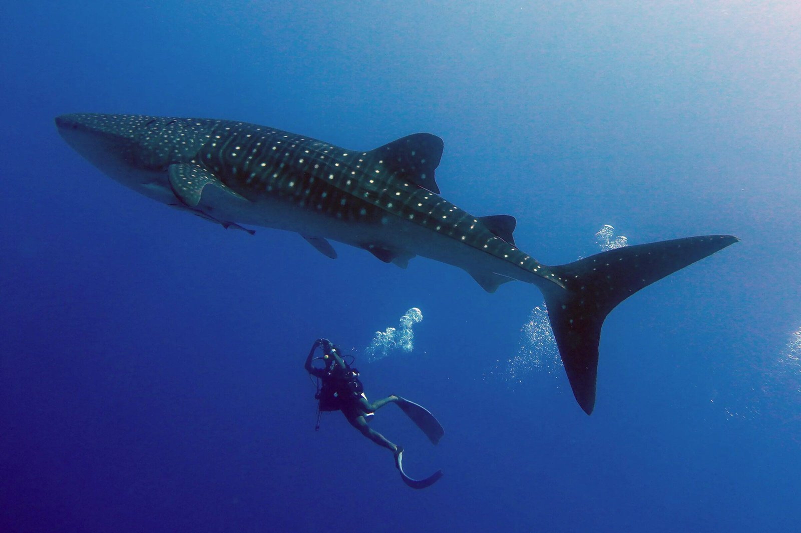 Diver swimming beside a whale shark in South Ari Atoll