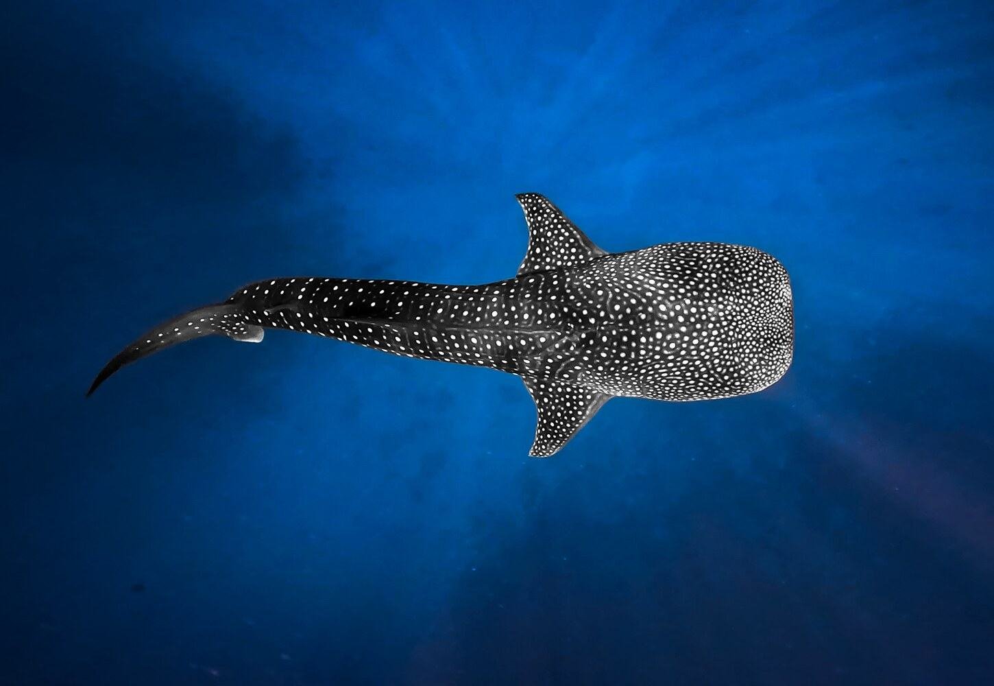 A whale shark gliding beneath sun rays in the deep blue of South Ari Atoll off Maamigili