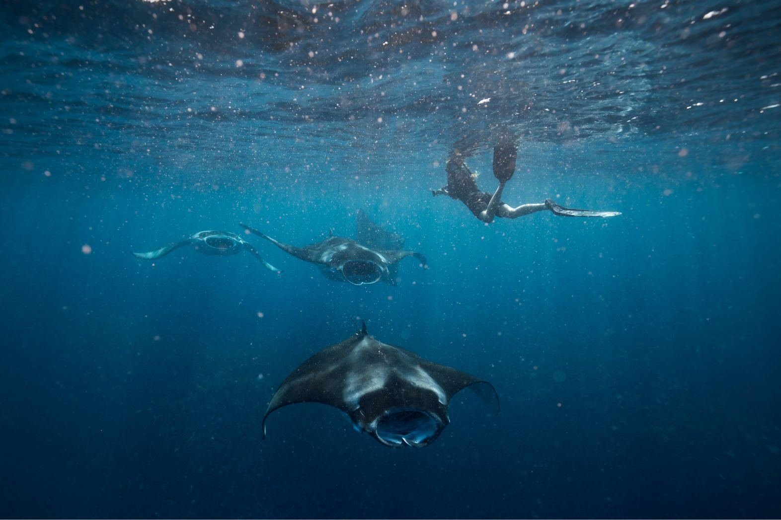 Snorkellers watching manta rays beneath the surface in South Ari Atoll