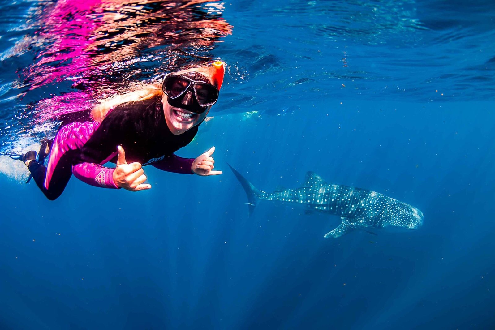 Snorkeller keeping a respectful distance while swimming alongside a whale shark in South Ari Atoll